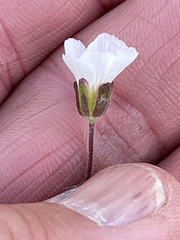 Cherleria arctica