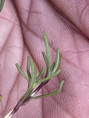 Cherleria arctica