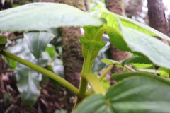 Cyrtandra platyphylla