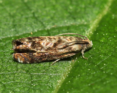 Grapholita prunivora