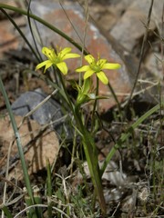 Gagea algeriensis