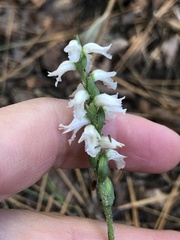 Spiranthes niklasii