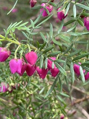Boronia molloyae