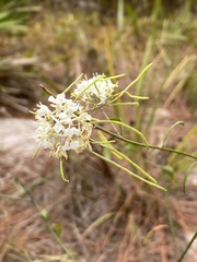 Warea carteri