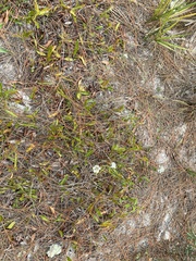 Warea carteri