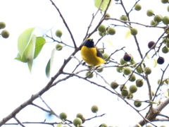 Euphonia affinis
