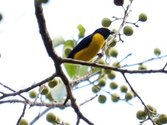 Euphonia affinis