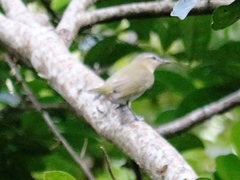 Vireo philadelphicus