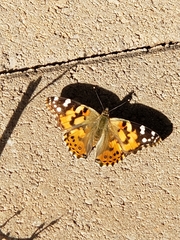 Vanessa cardui
