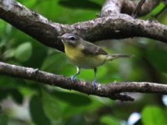 Vireo philadelphicus