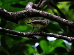 Vireo philadelphicus
