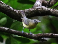 Vireo philadelphicus