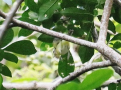 Vireo philadelphicus