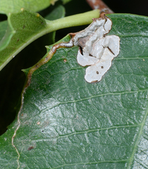 Aristotelia rhamnina