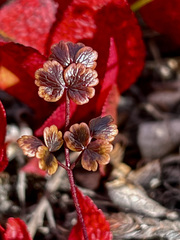 Thalictrum alpinum