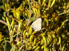 Allosmaitia strophius