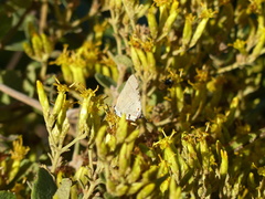 Allosmaitia strophius