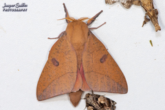 Adeloneivaia subangulata