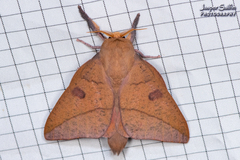 Adeloneivaia subangulata