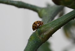 Henosepilachna vigintioctopunctata