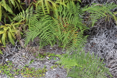 Pteridium aquilinum decompositum