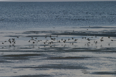 Calidris minuta