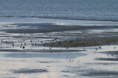 Calidris minuta