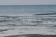 Calidris minuta