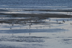Calidris minuta