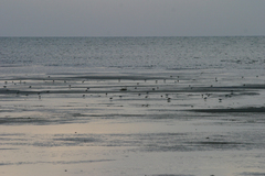 Calidris minuta