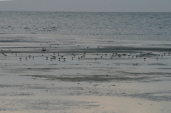 Calidris minuta