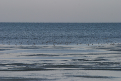 Calidris minuta
