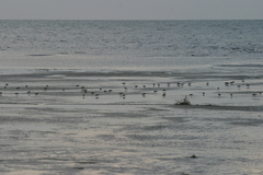 Calidris minuta