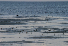 Calidris minuta