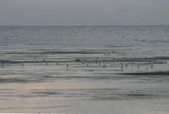 Calidris minuta