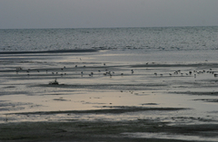 Calidris minuta