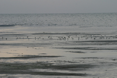 Calidris minuta
