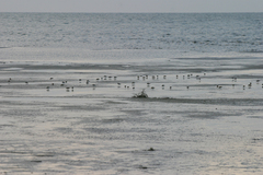 Calidris minuta