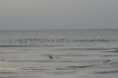 Calidris minuta