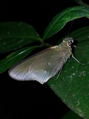 Neoxeniades luda