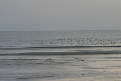 Calidris minuta