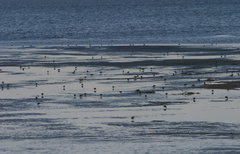 Calidris minuta
