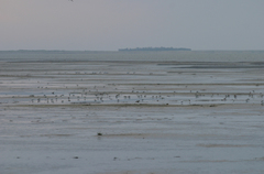 Calidris minuta