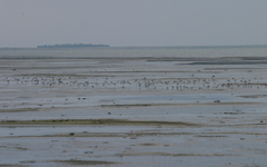 Calidris minuta