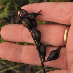 Aureolaria virginica
