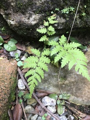 Aeluropus lagopoides