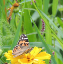 Vanessa cardui