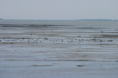 Calidris minuta