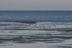 Calidris minuta