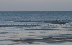 Calidris minuta